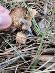 Desarmillaria tabescens