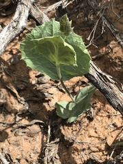 Acourtia nana