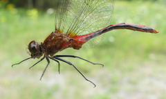 Sympetrum obtrusum