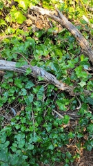 Hedera helix
