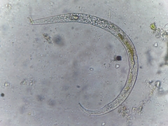 Nematoda