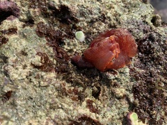Hexabranchus