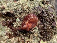 Hexabranchus