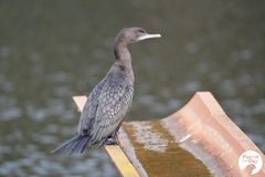 Phalacrocorax sulcirostris