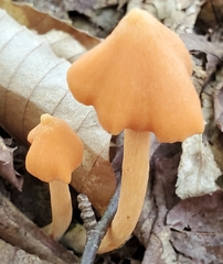 Entoloma quadratum