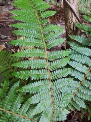Polystichum braunii