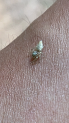Hentzia mitrata