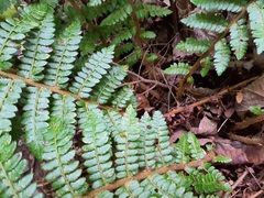 Polystichum braunii