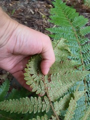Polystichum braunii