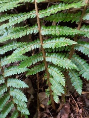 Polystichum braunii