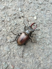 Lucanus cervus