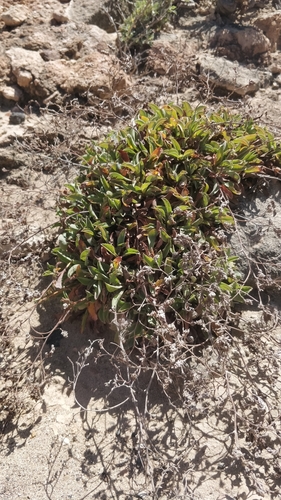 Limonium lowei image