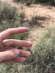 Aristida purpurea perplexa