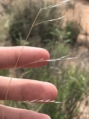 Aristida purpurea perplexa