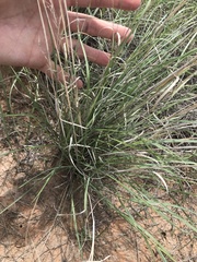 Aristida purpurea perplexa