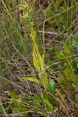 Platanthera blephariglottis