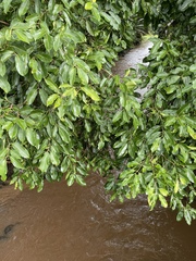 Syzygium cumini