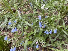 Mertensia