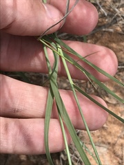Aristida purpurea perplexa