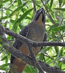 Saltator coerulescens