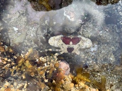 Portunidae