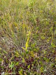 Platanthera blephariglottis
