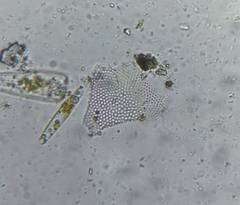 Bacillariophyceae