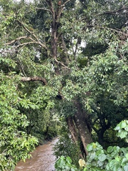 Syzygium cumini