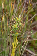Platanthera blephariglottis