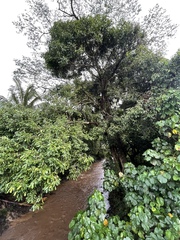 Syzygium cumini
