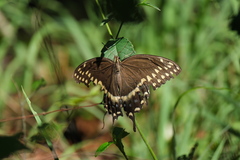 Papilio palamedes