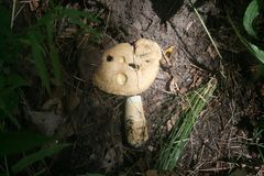 Gyroporus cyanescens