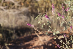 Cullen australasicum