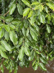 Syzygium cumini