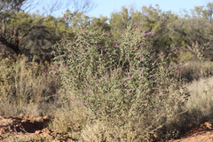 Cullen australasicum