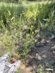 Dyssodia papposa