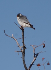 Polihierax semitorquatus