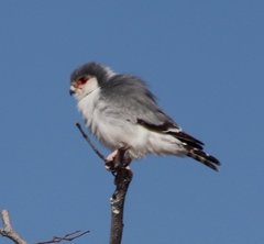 Polihierax semitorquatus