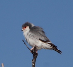 Polihierax semitorquatus