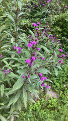 Vernonia noveboracensis