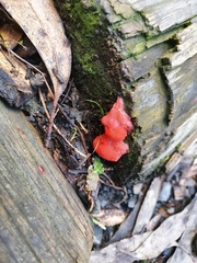 Tubifera