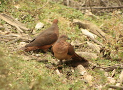 Macropygia phasianella