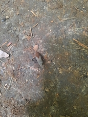 Acanthocephala terminalis