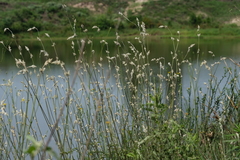 Froelichia floridana