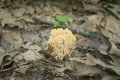 Ramaria