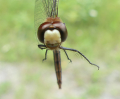 Sympetrum obtrusum