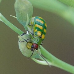 Diabrotica balteata