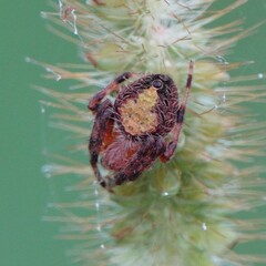 Eriophora