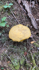 Retiboletus ornatipes