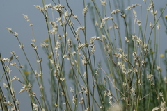 Froelichia floridana